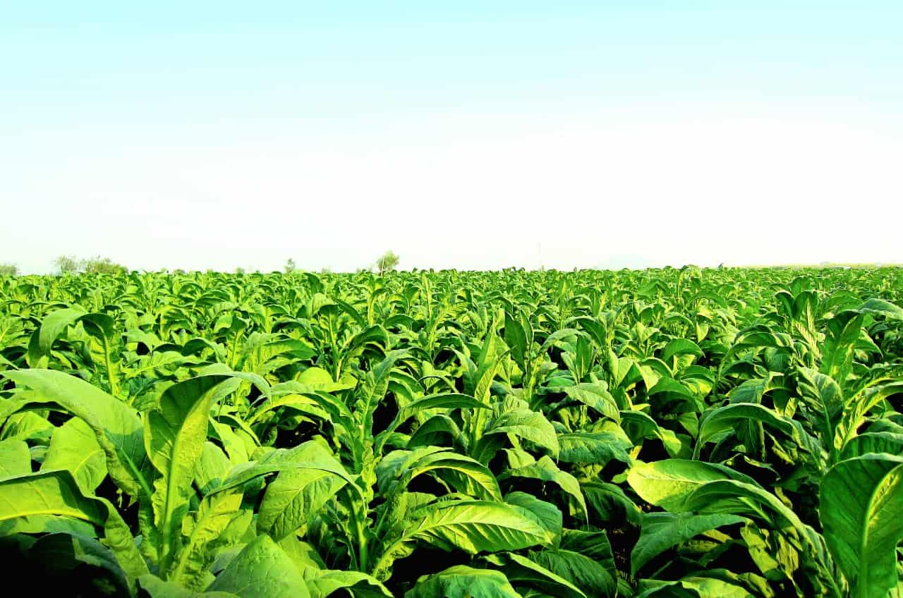 tobacco vietnam Home